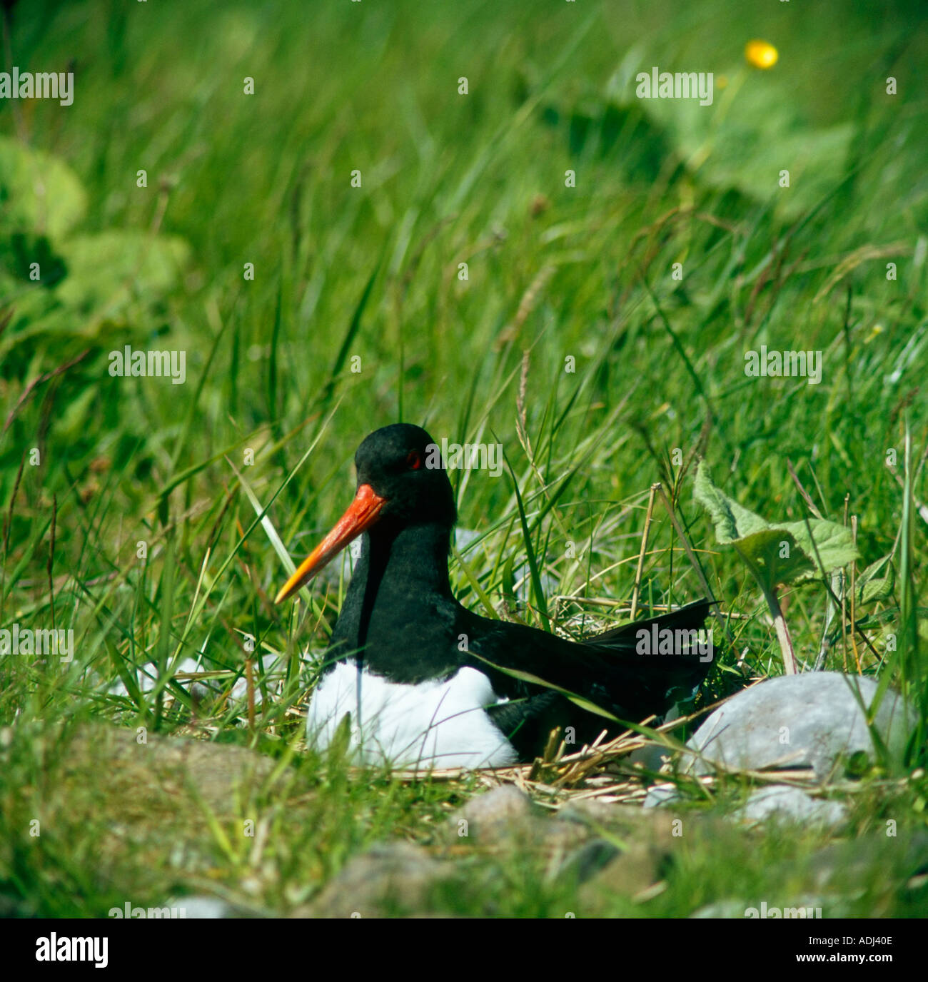 The oyster catcher hires stock photography and images Alamy