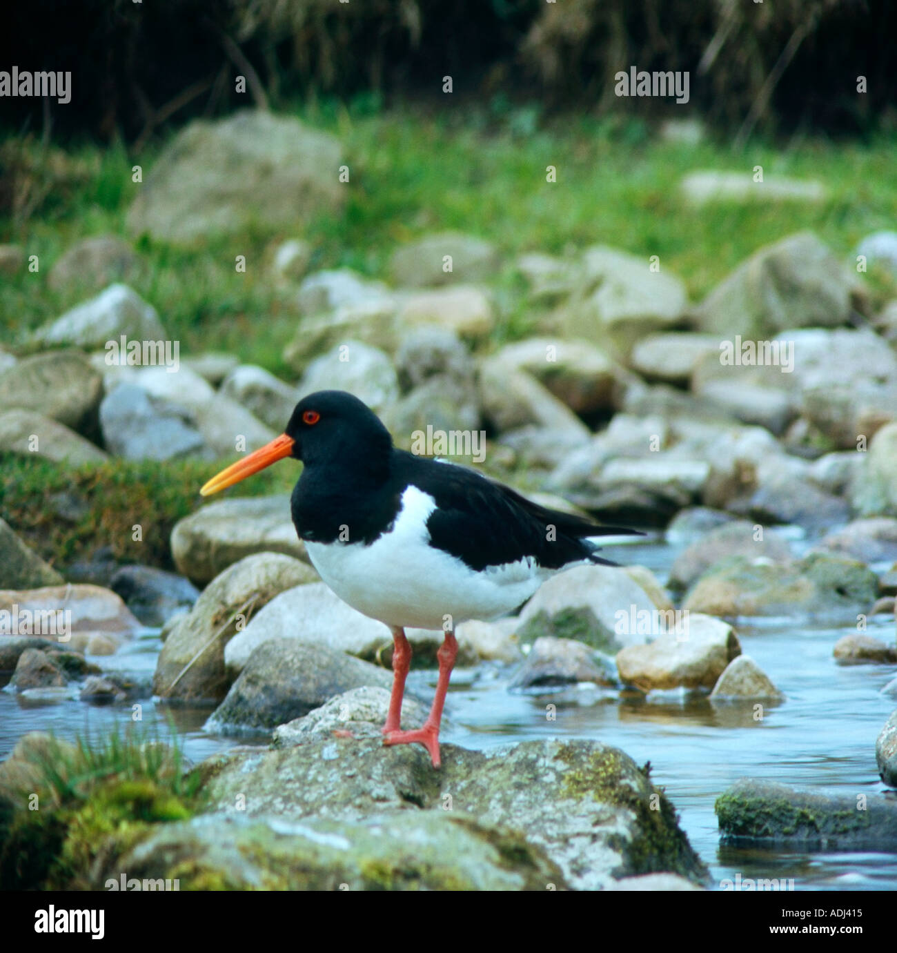 The oyster catcher hires stock photography and images Alamy