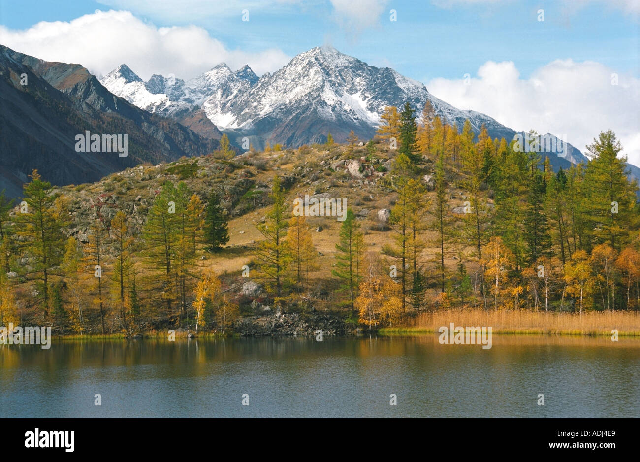 Russia asia siberia birch forest hi-res stock photography and images ...