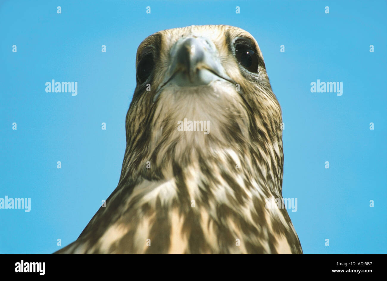 Saker Falcon Falco Cherrug Altai Russia  Stock Photo