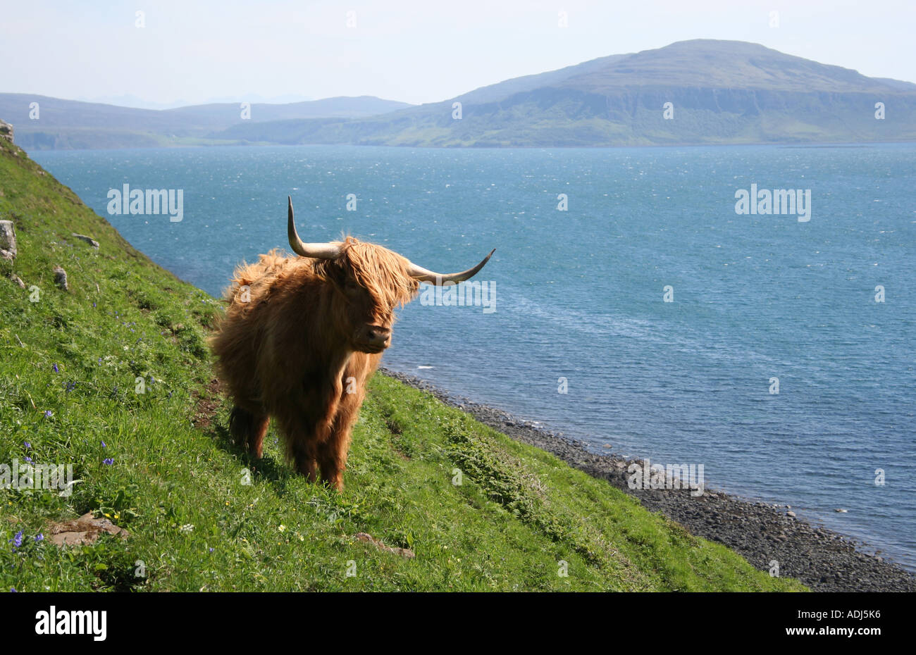 highland cow Isle of Skye Scotland June 2006 Stock Photo - Alamy