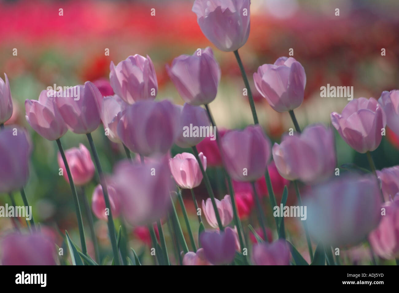 Dream like field of tulips in flower show garden Stock Photo - Alamy
