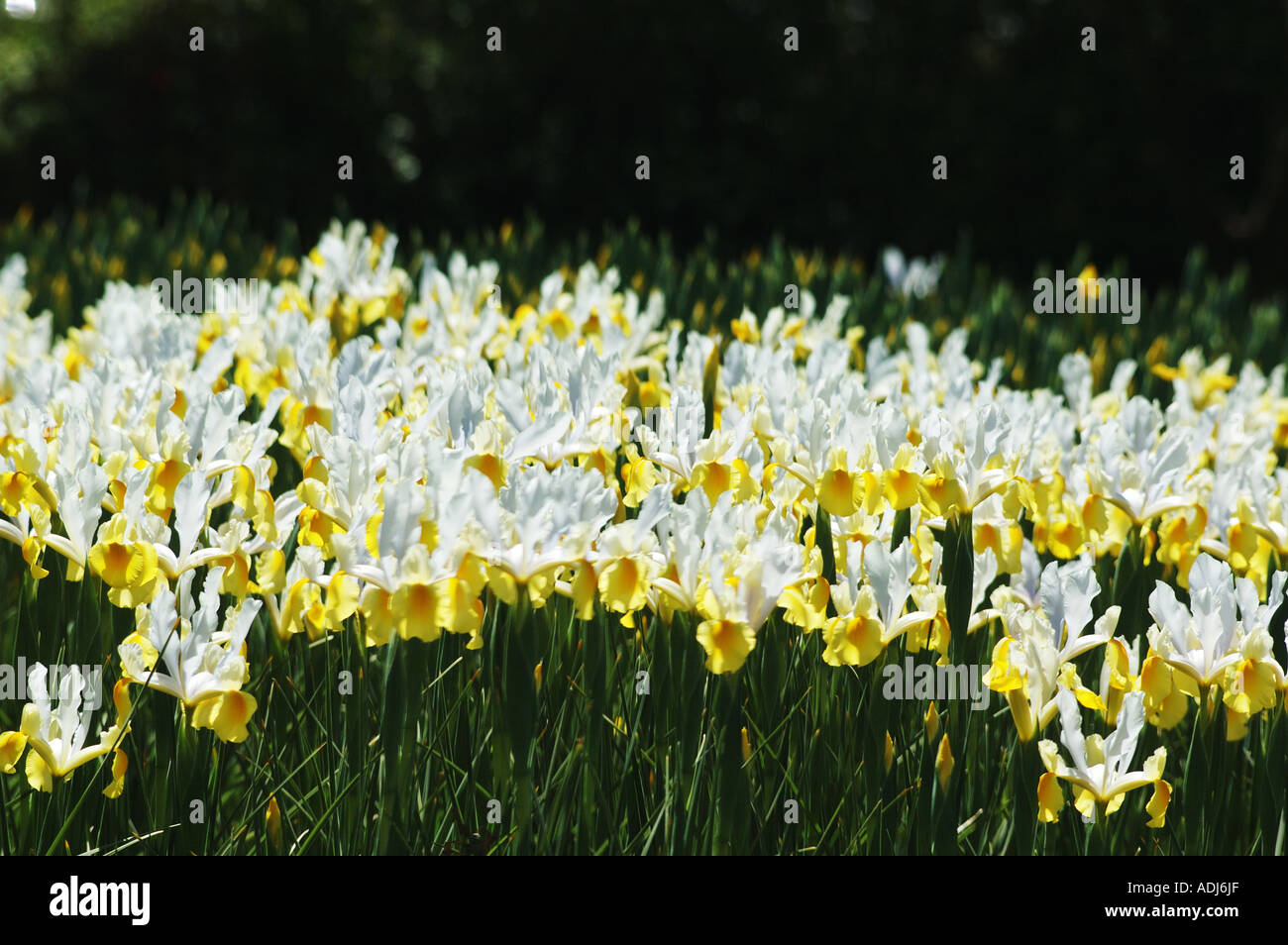 white yellow Iris pseudocorum in display garden Stock Photo