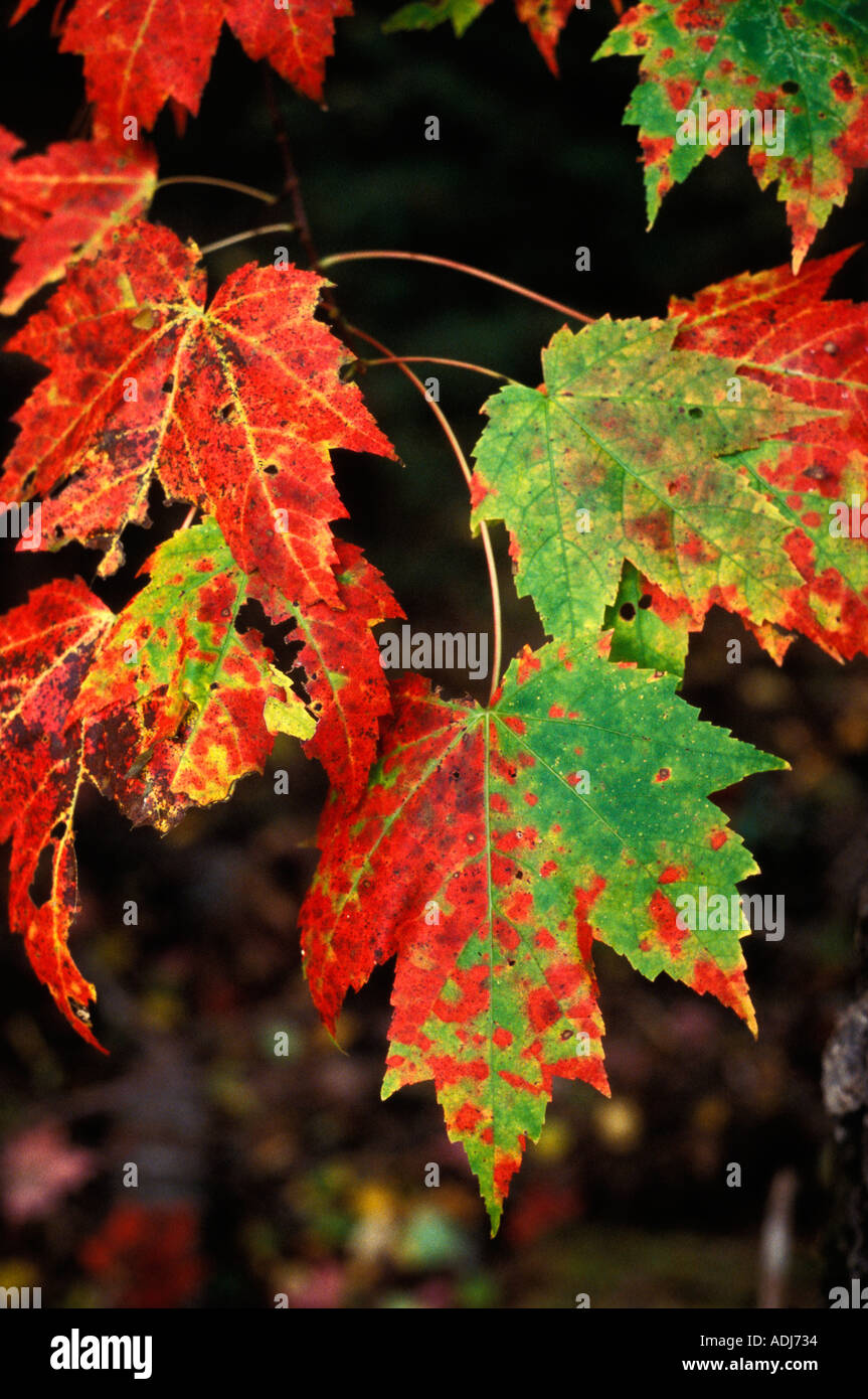Green maple leaf hi-res stock photography and images - Alamy