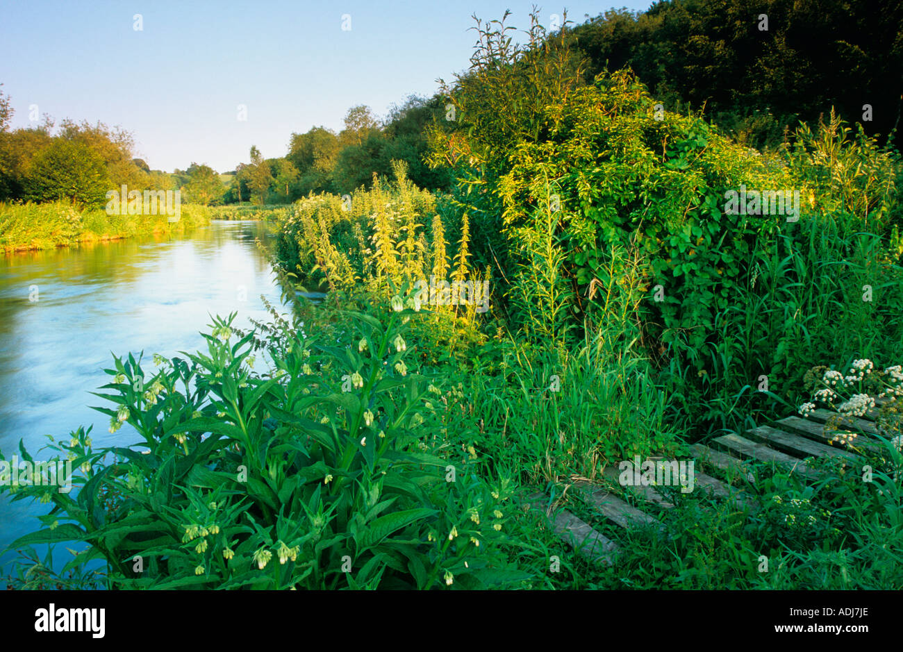 old slatted bridge / walkway on the banks of the river avon near middle woodford woodford valley salisbury wiltshire Stock Photo