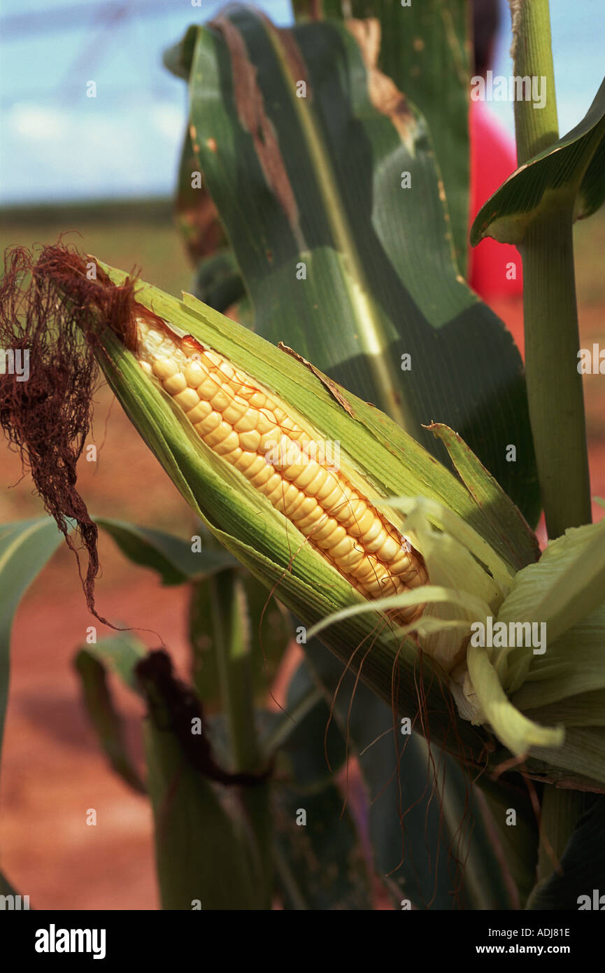 Parana State, Brazil. Maize (sweet corn, Zea mays) field with a ripe head of sweet corn in the foreground. Stock Photo