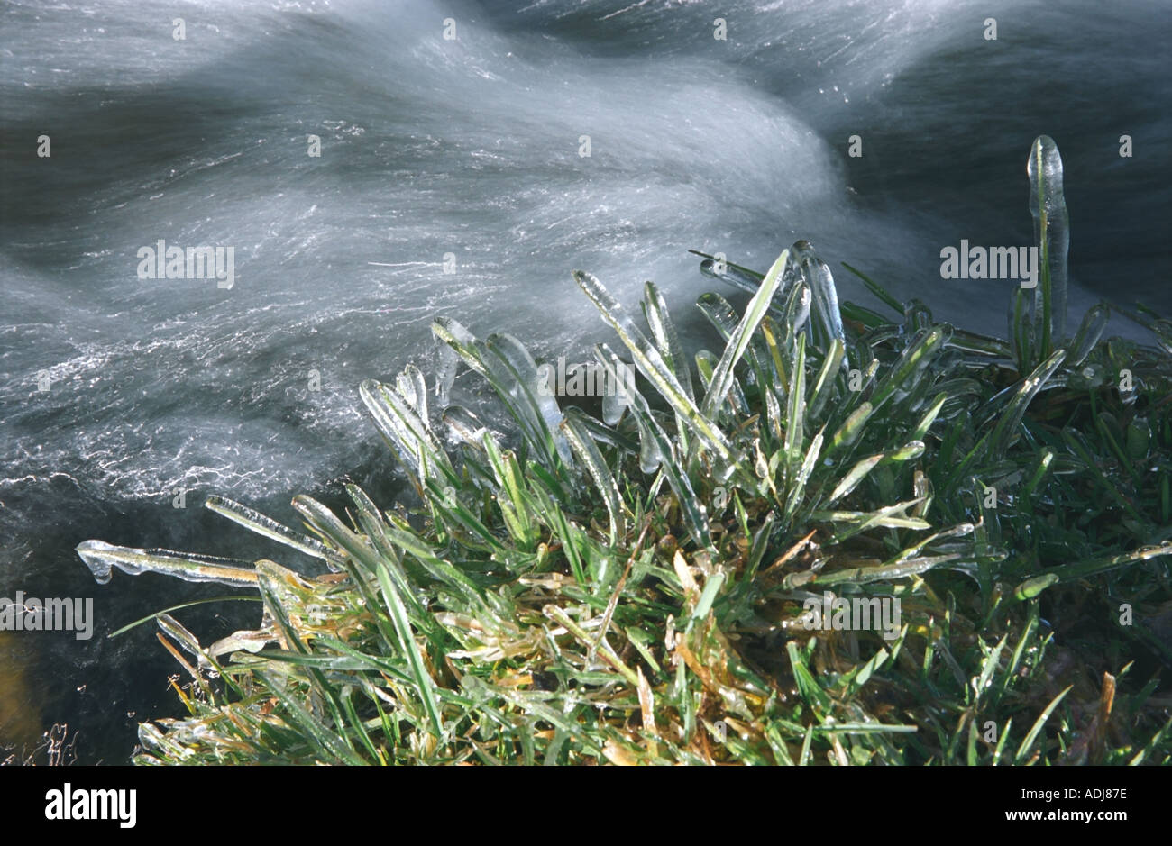 Frost coated grass blades hi-res stock photography and images - Alamy