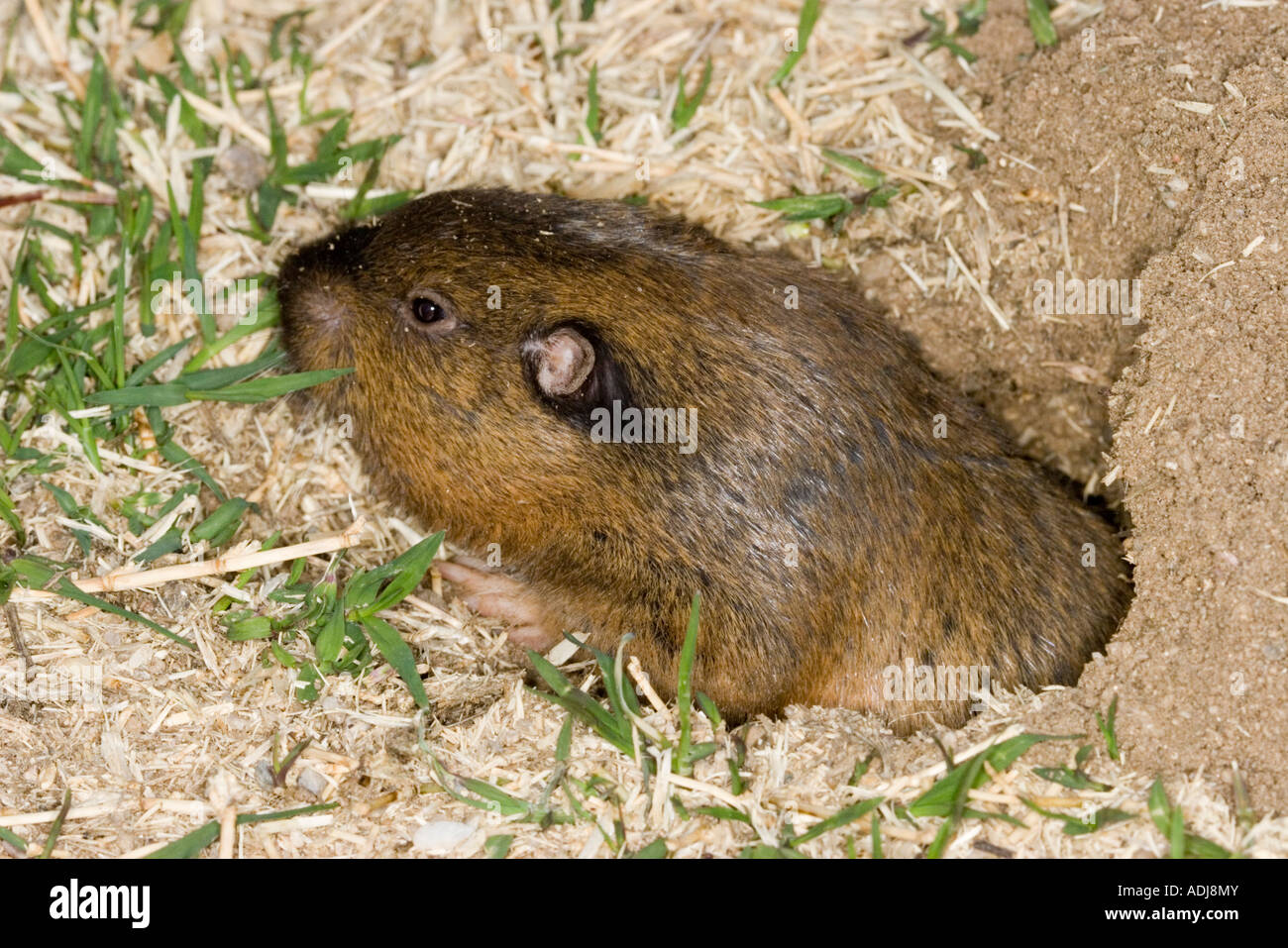 Botta's Pocket Gopher Thomomys bottae Tucson Arizona United States 30