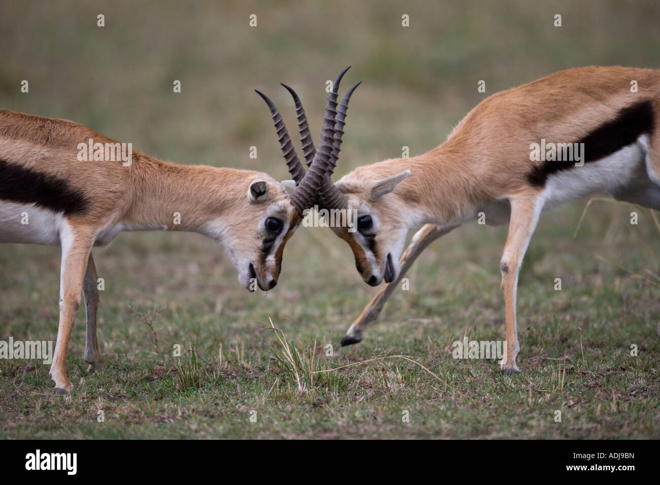 Africa Kenya Masai Mara Game Reserve Thomsons Gazelles Gazella ...