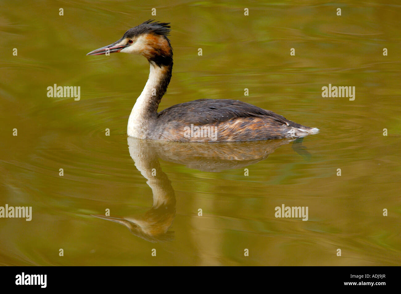 Great Crested Grebe Podiceps cristatus floating on a lake Stock Photo