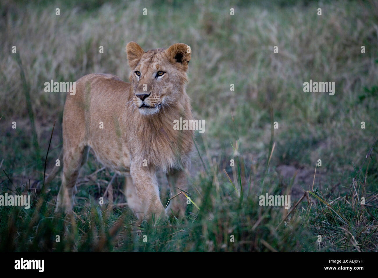 Africa Kenya Masai Mara Game Reserve Lions pride Panthera leo Stock ...