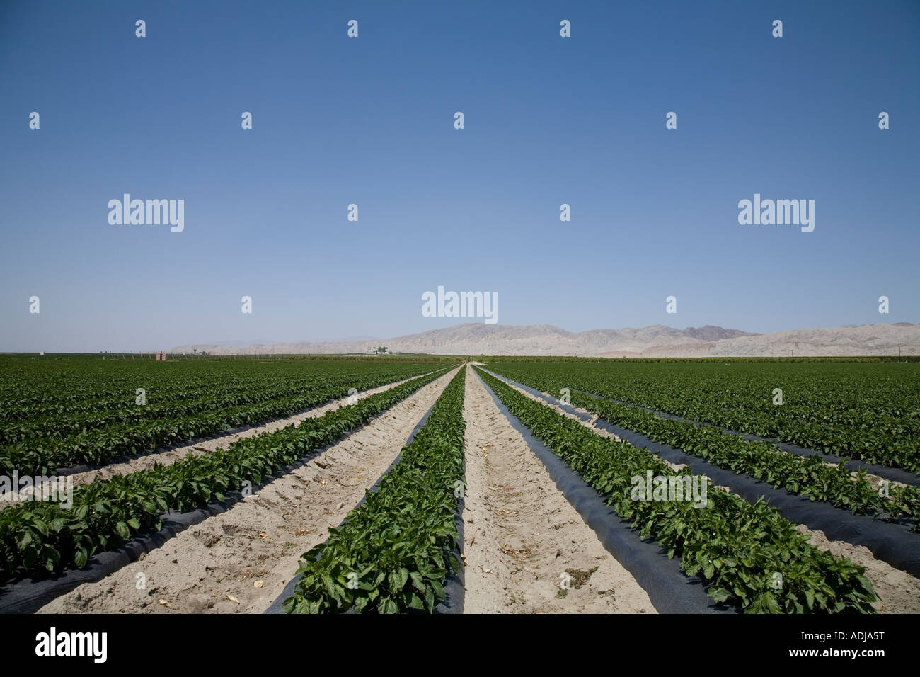 Cotton Fields, Mecca, California Stock Photo Alamy