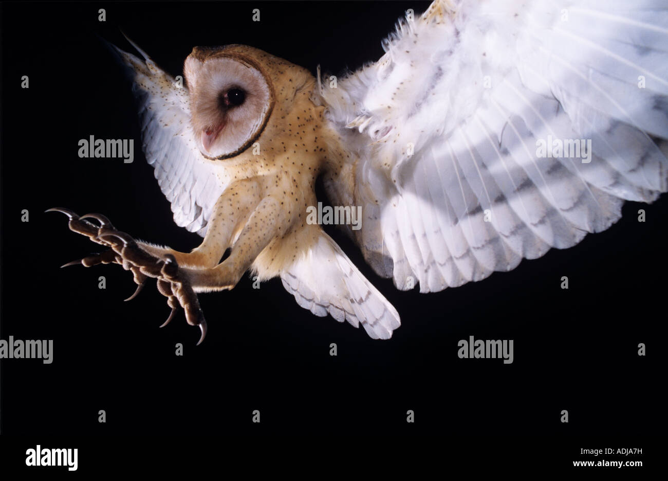 Barn Owl Tyto alba adult in flight Lake Corpus Christi Texas USA June