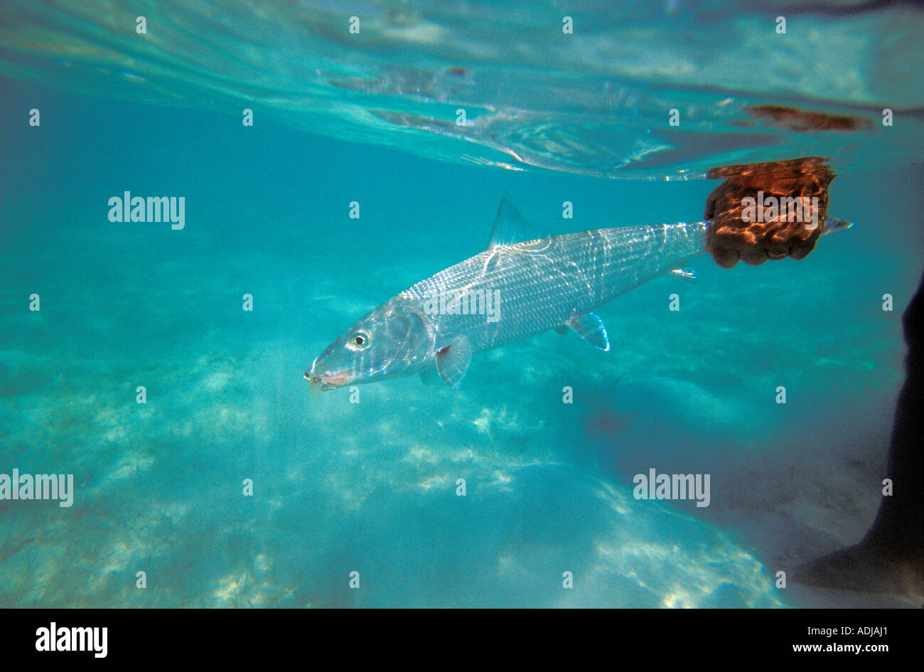 GREATER EXUMA BAHAMA Underwater photograph of fly- fisherman releasing large Bonefish back to the ocean Stock Photo