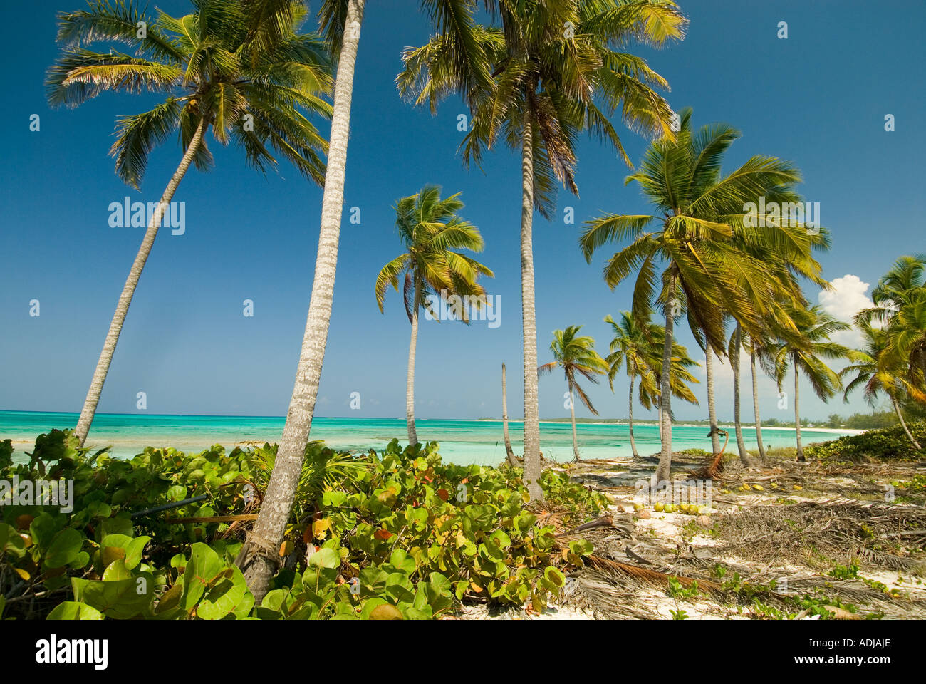 GREATER EXUMA BAHAMA Coconut lined palm trees along emerald blue shoreline and sandy beach Stock Photo