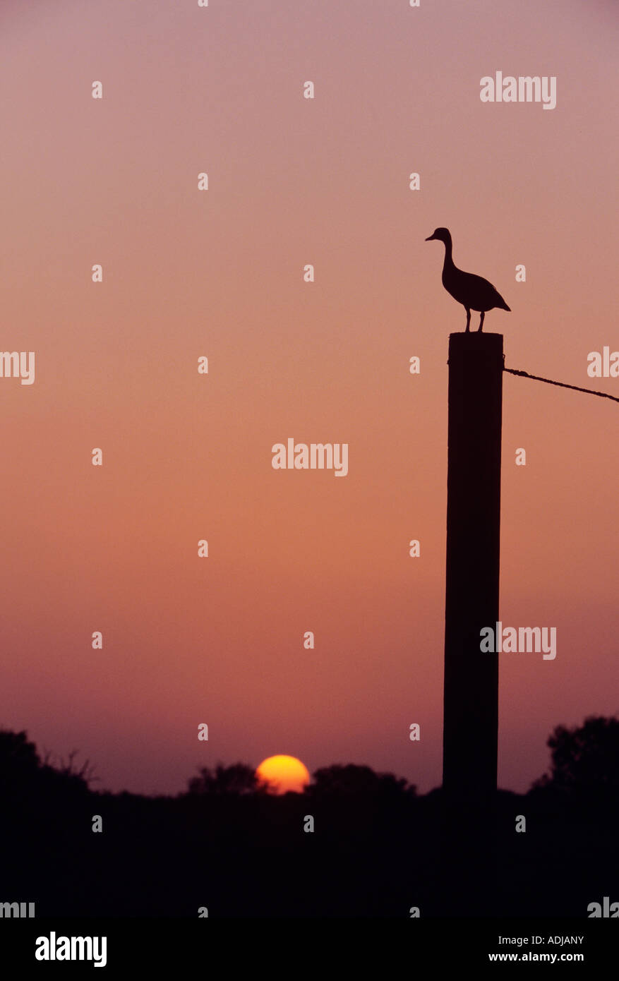 Black-bellied Whistling-Duck Dendrocygna autumnalis adult at sunset on gate post Welder Wildlife Refuge Sinton Texas USA Stock Photo