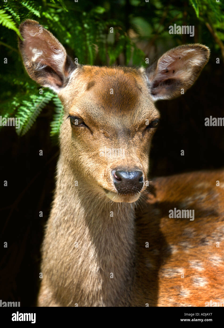 Fallow Deer (dama dama) in the New Forest, Hampshire, England Stock Photo