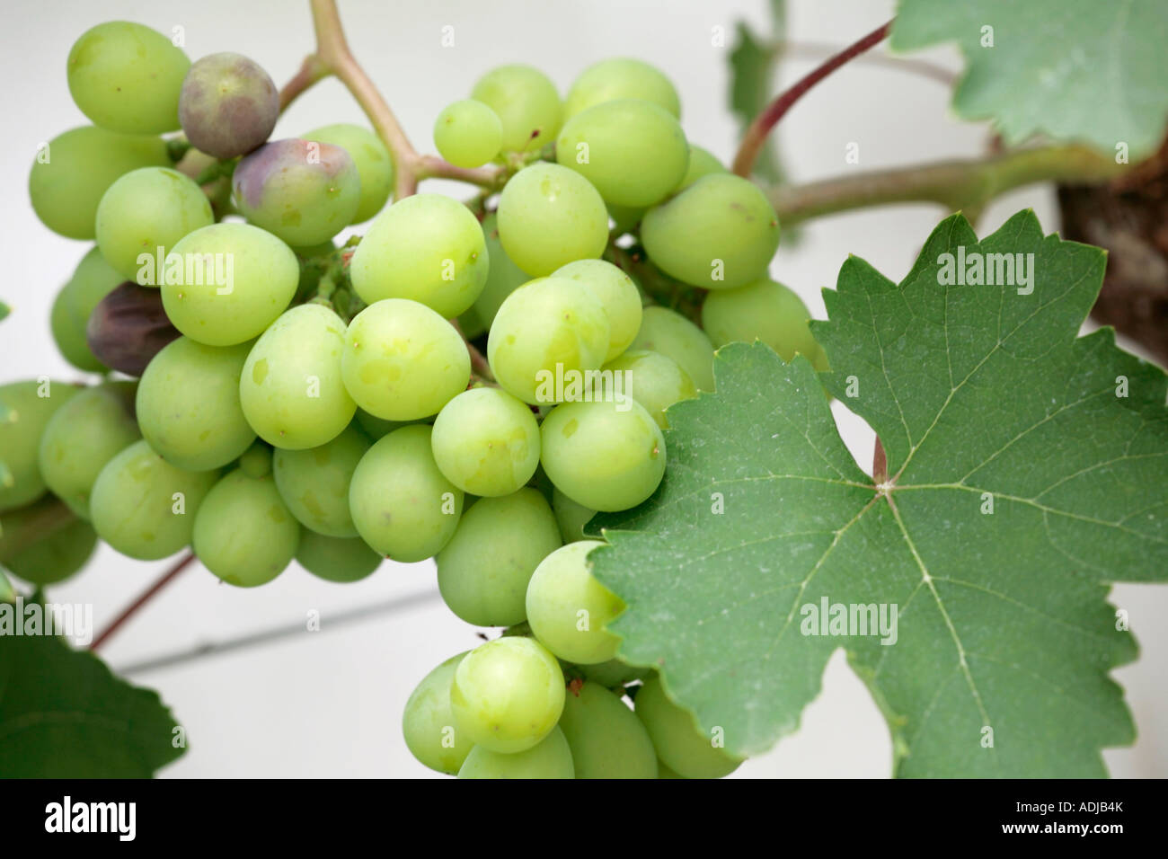Green grapes growing in greenhouse in summer Stock Photo Alamy