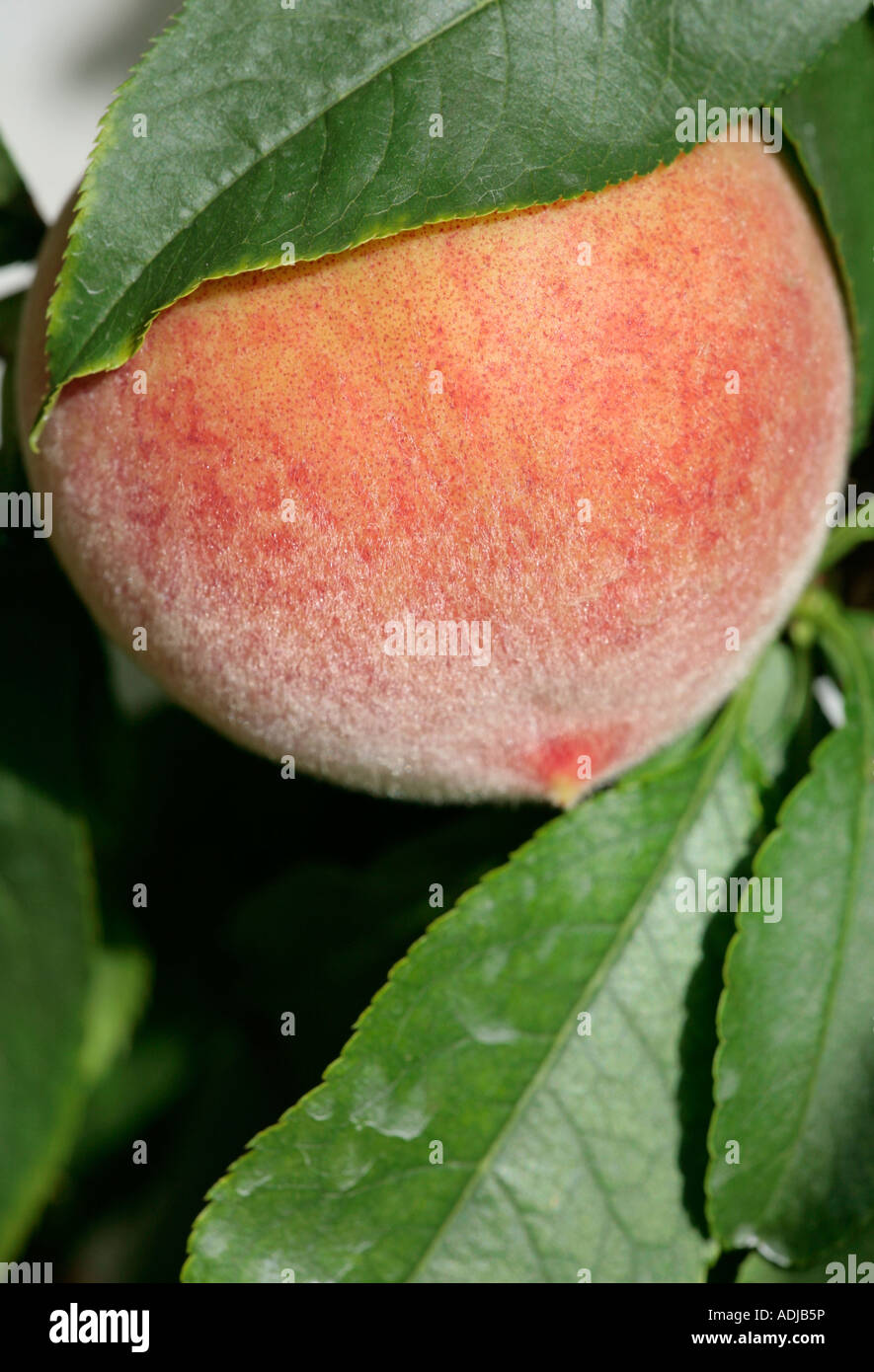Peach (Prunus persica) growing in English conservatory in summer Stock Photo