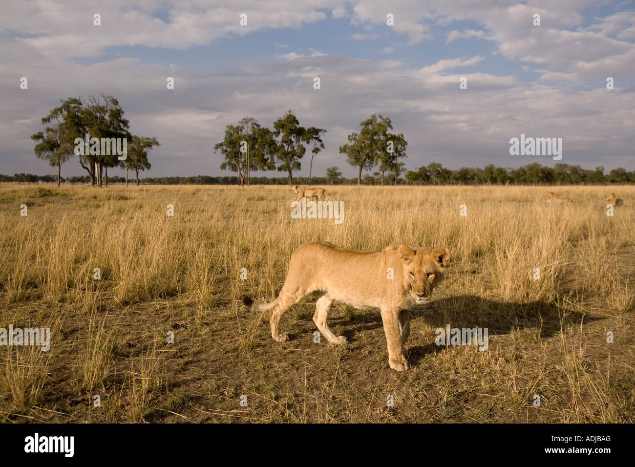 Africa Kenya Masai Mara Game Reserve Young Lion Panthera leo walking ...