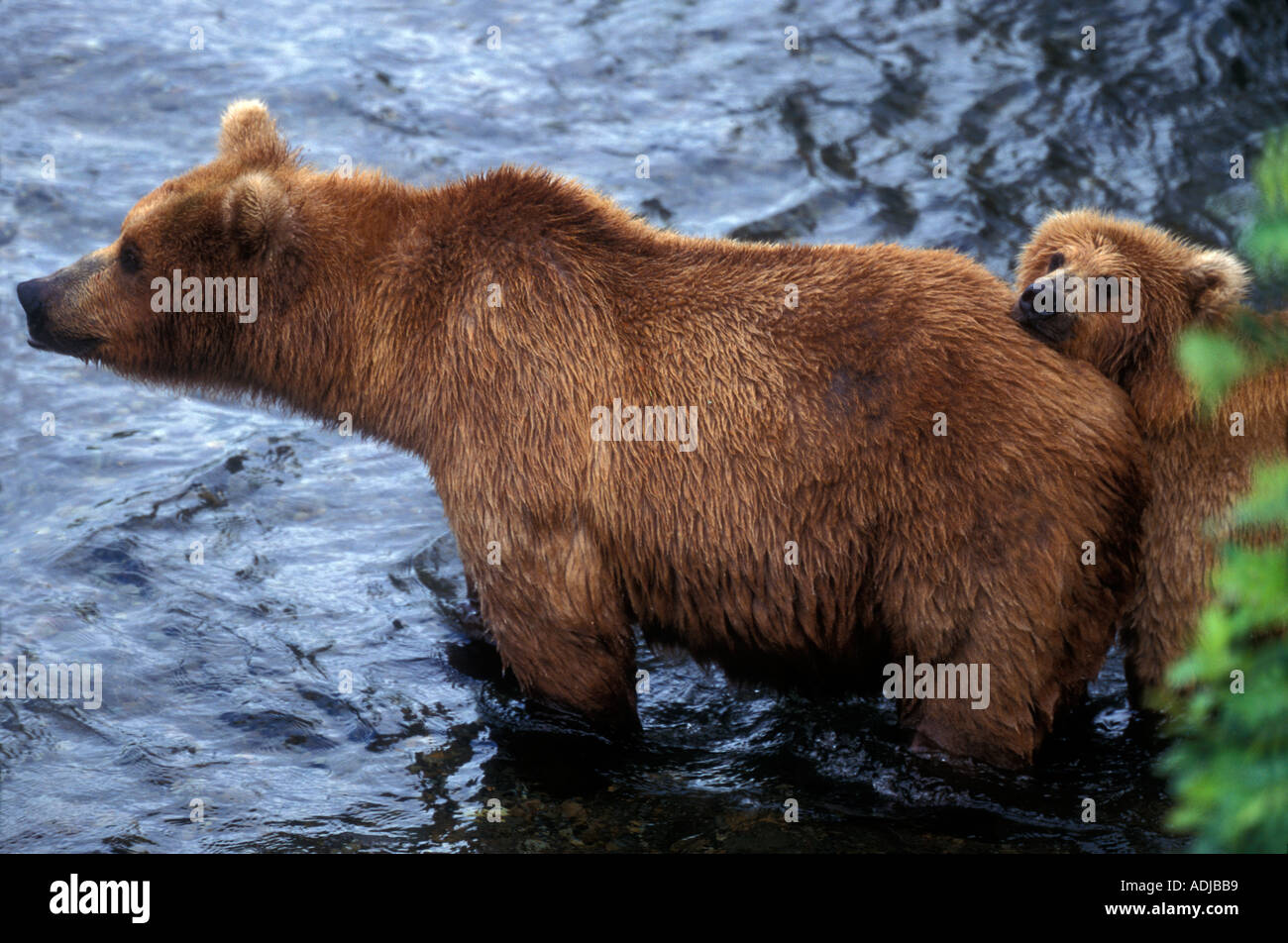 Alaskan brown bear cub hi-res stock photography and images - Alamy