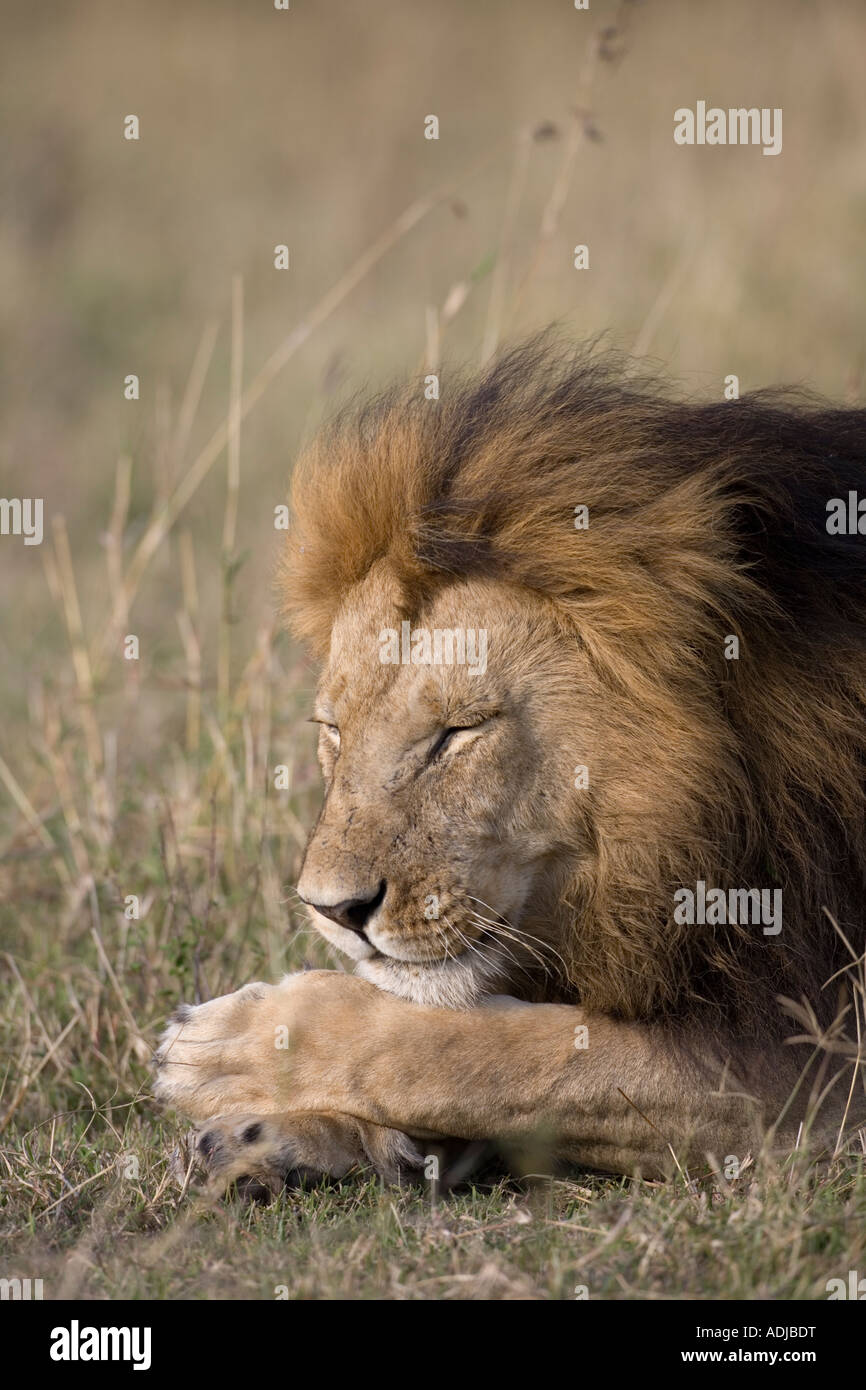 Africa Kenya Masai Mara Game Reserve Male Lion Panthera leo sleeping in ...