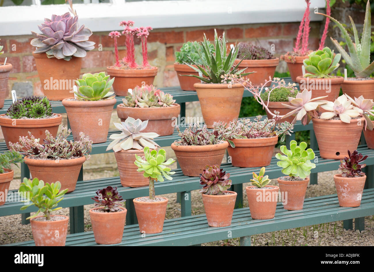 Succulents in terracotta pots displayed on wooden shelves Stock Photo