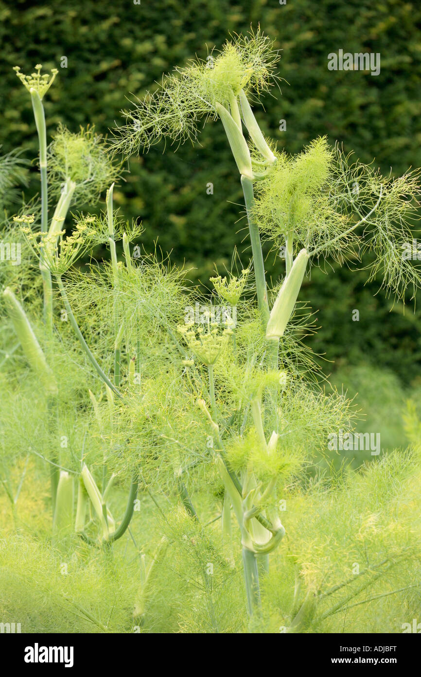 Florence Fennel 'Rondo' growing in summer Stock Photo Alamy