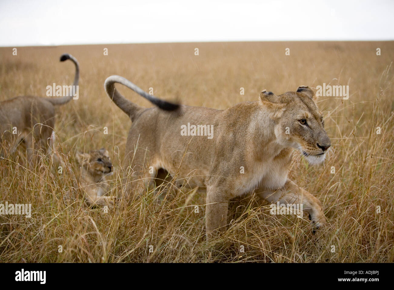 Africa Kenya Masai Mara Game Reserve Lioness and Cub walking through ...