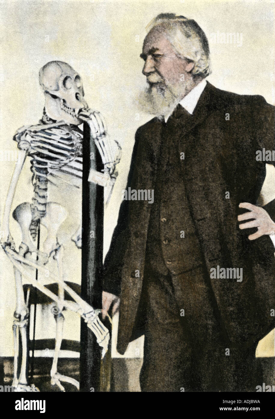 Professor Ernst Haeckel with an ancestral human skeleton at Jena about 1900. Hand-colored halftone of a photograph Stock Photo