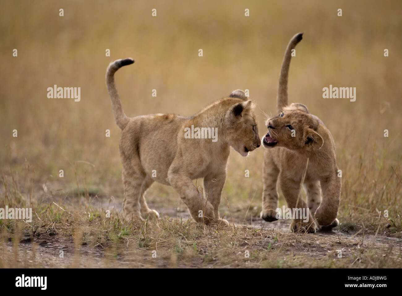 Africa Kenya Masai Mara Game Reserve Lion cubs Panthera leo playing ...