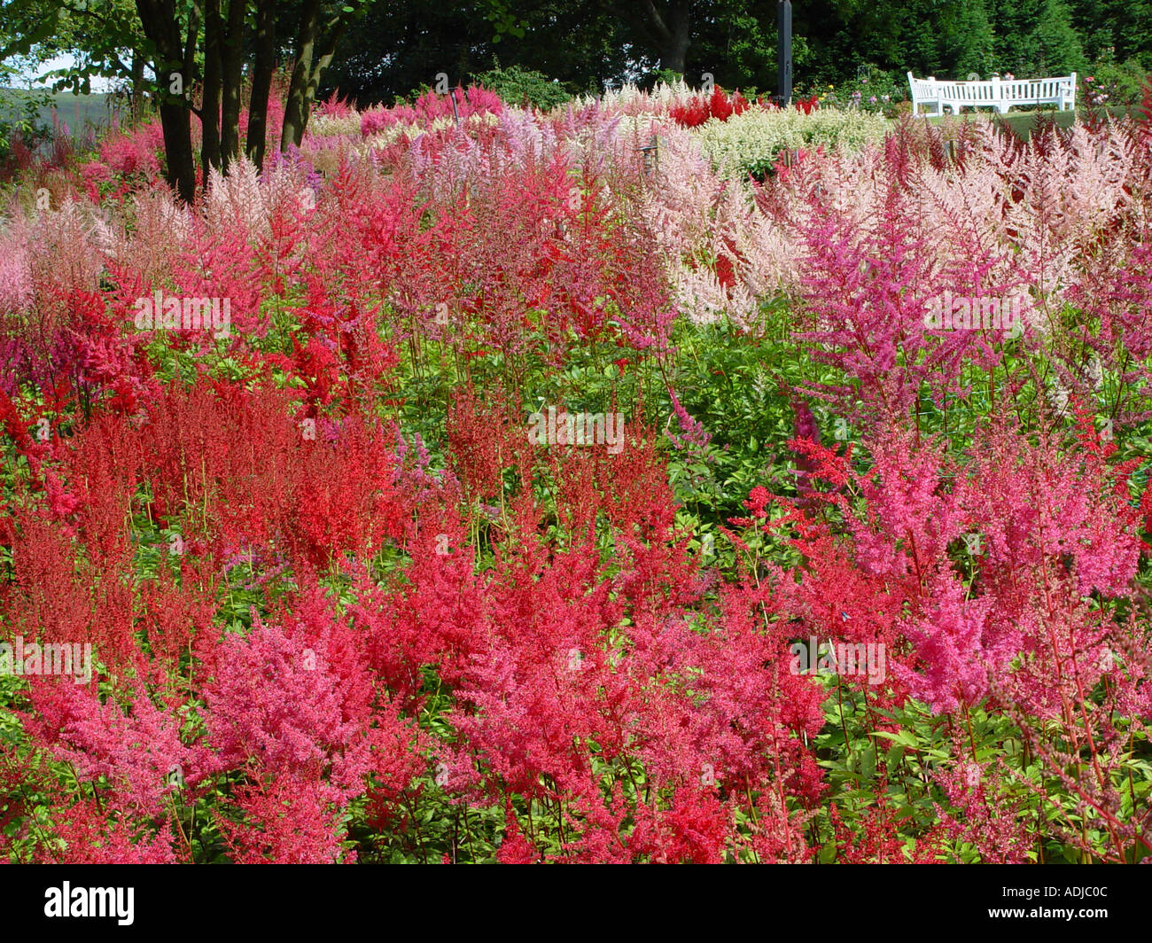 Astilbe Assorted at Hyde hall RHS Garden Stock Photo