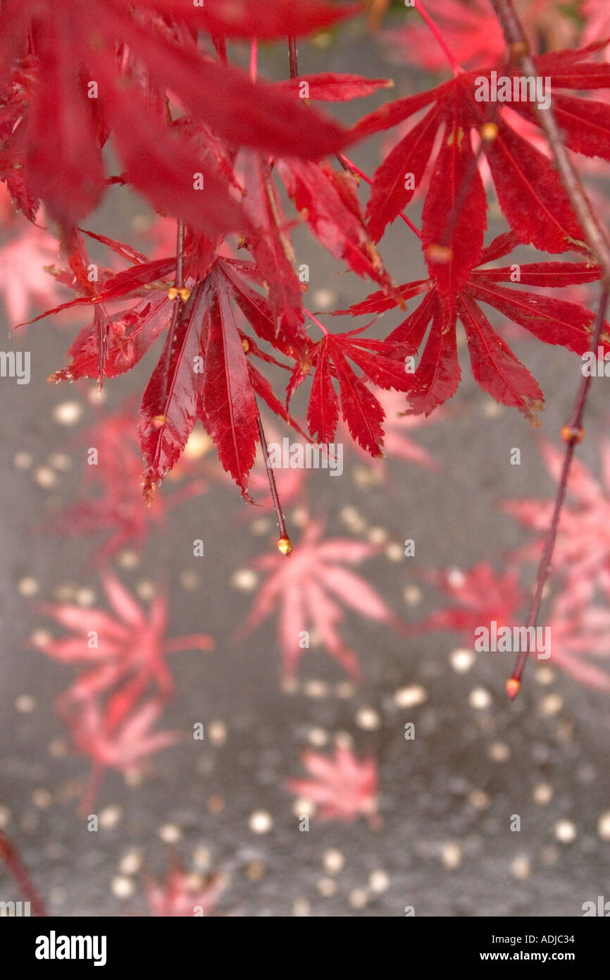 Acer palmatum Corallinum Stock Photo - Alamy