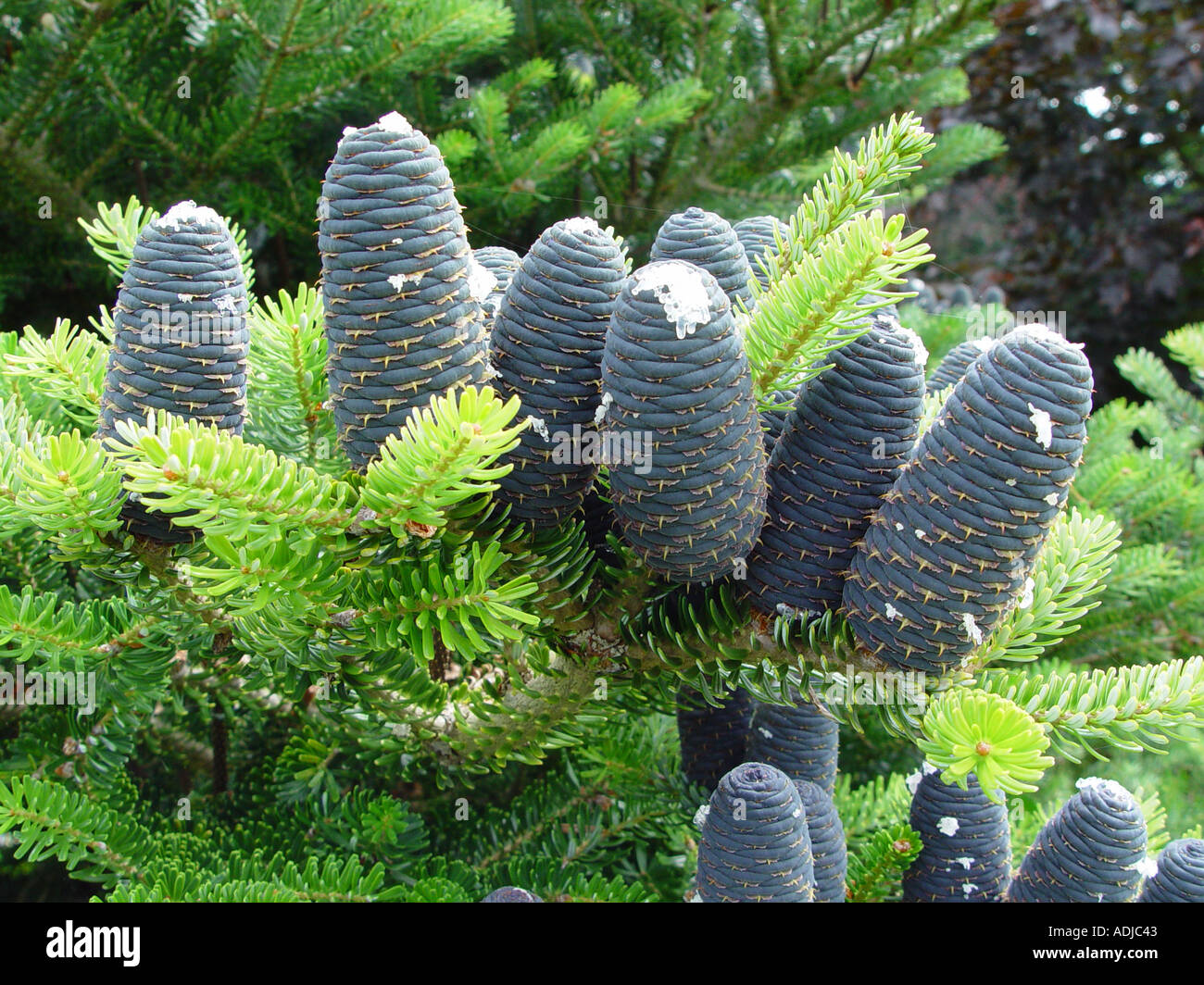 Abies koreana Conifer with blue cones Stock Photo