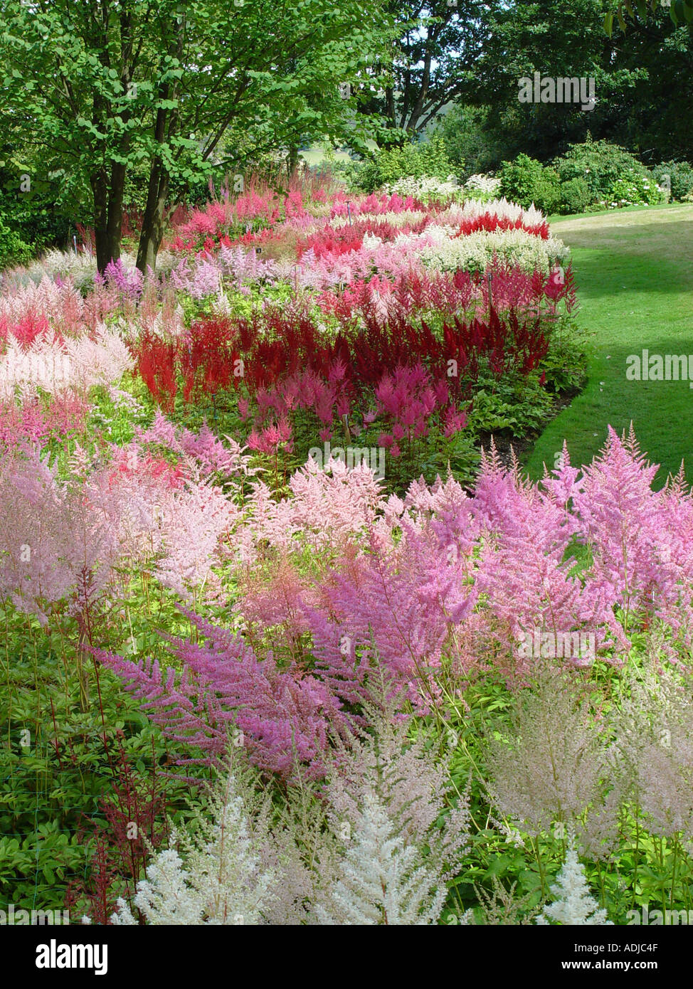 Astilbe Assorted at Hyde hall RHS Garden Stock Photo