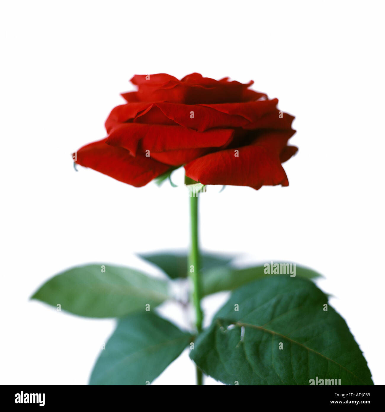 Rosehead hi-res stock photography and images - Alamy