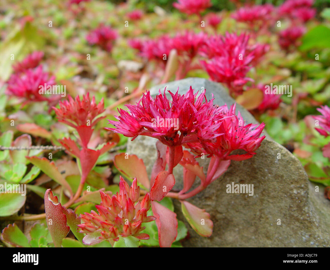 Sedum spurium Schorbuser Blut Rockery alpine plant of the stonecrop family Stock Photo