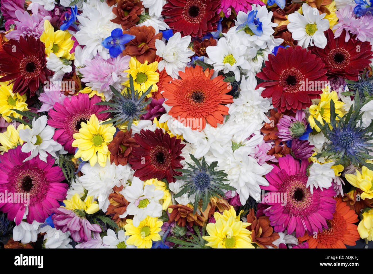 Colourful Cut flower heads pattern Stock Photo