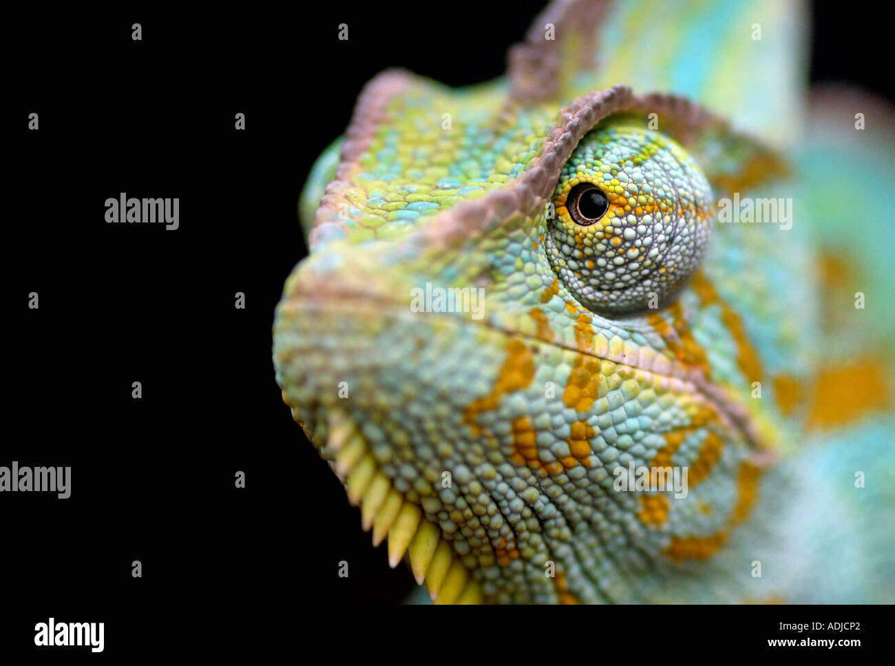 Chameleon head close up. Marwell Zoo, Hampshire, England Stock Photo