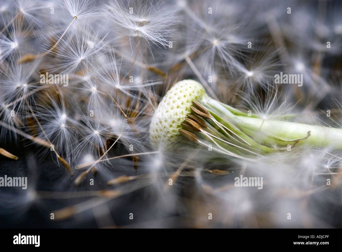 Taraxacum officinale. Dandelion seed heads pattern on a black background Stock Photo