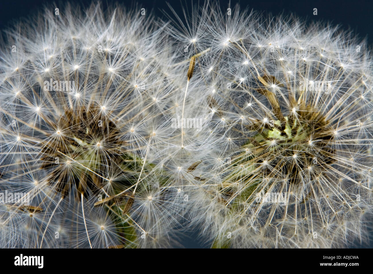 Taraxacum officinale. Dandelion seed heads pattern on a black background Stock Photo