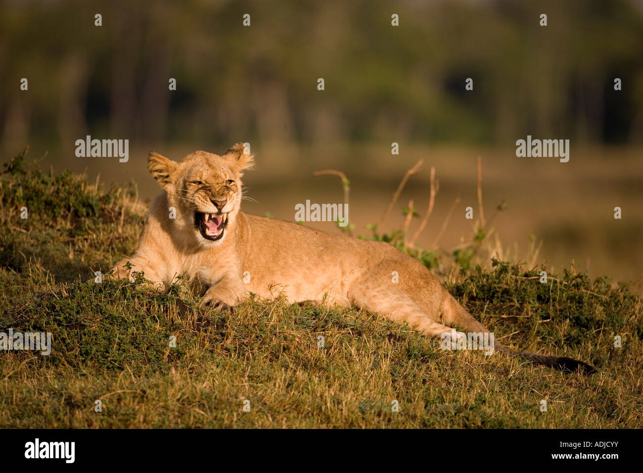 Africa Kenya Masai Mara Game Reserve Young Lion Panthera leo baring ...