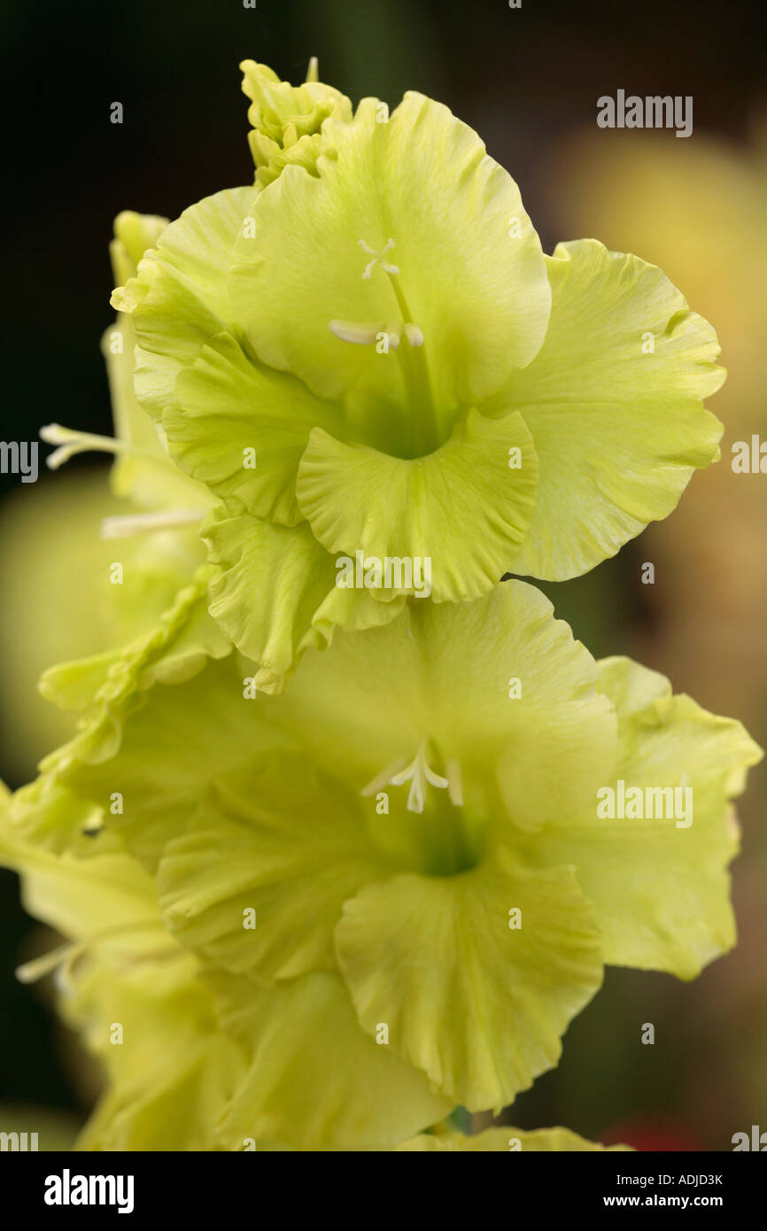 Gladiolus 'Green Star' in bloom in summer Stock Photo