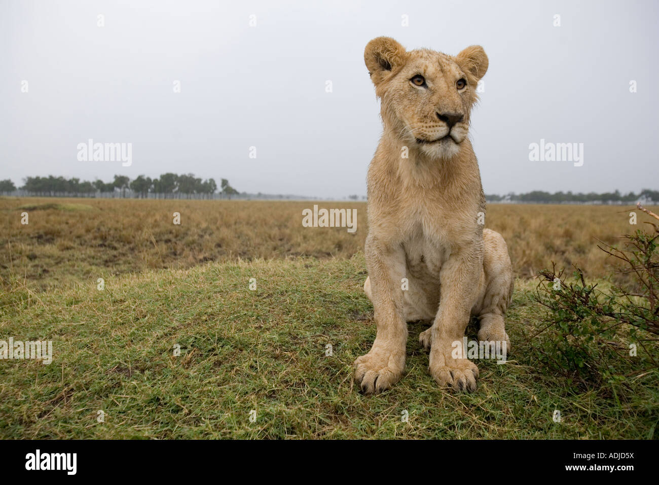 Africa Kenya Masai Mara Game Reserve Young Lion Panthera leo on low ...