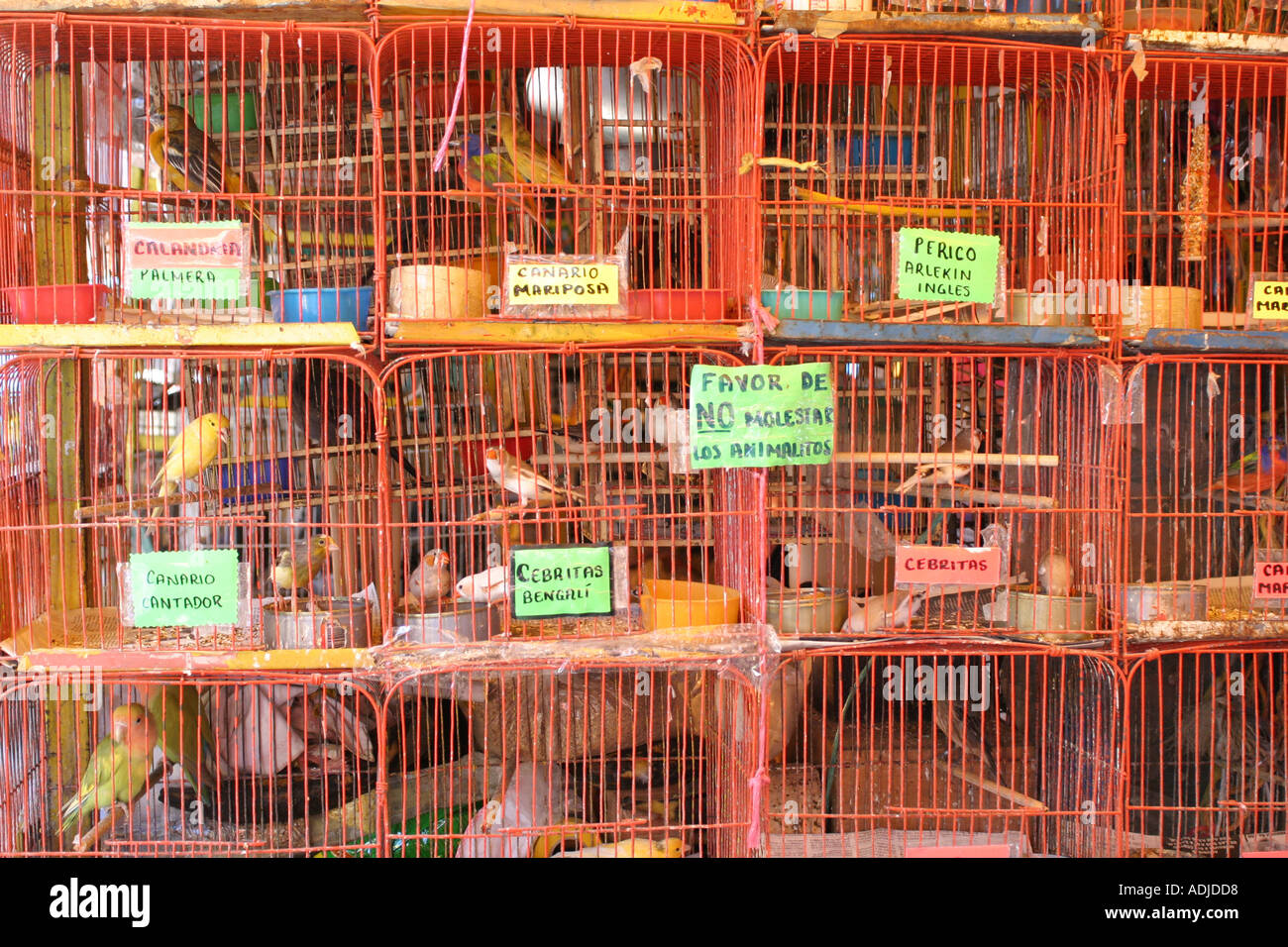 Birds in a cage in a market in mexico city mexico Stock Photo Alamy