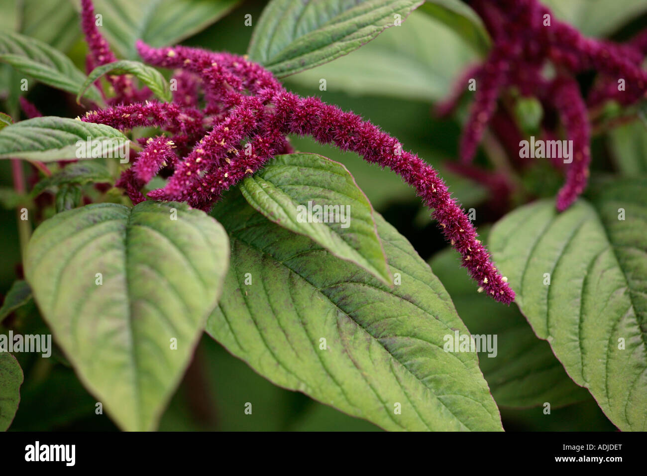 Amaranthus Crimson 'Love Lies Bleeding' Stock Photo