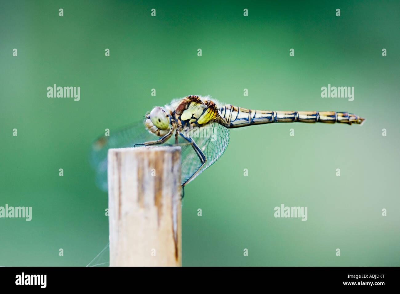 Sympetrum striolatum . Female Common Darter dragonfly on an old bamboo cane in an english garden Stock Photo