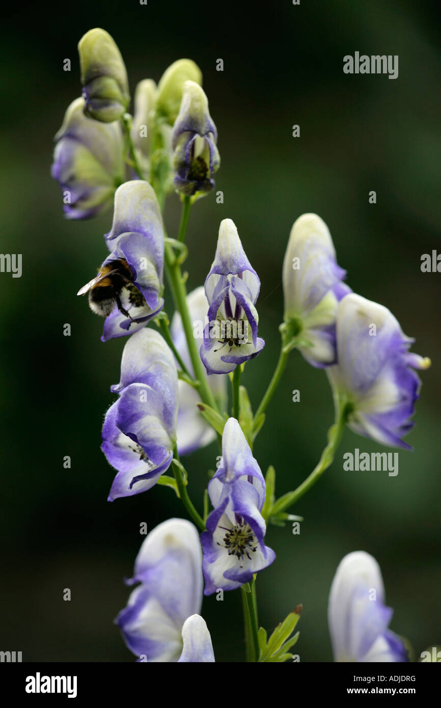 Bee inside flower of the Monkshood plant (Aconitum) gathering pollen Stock Photo