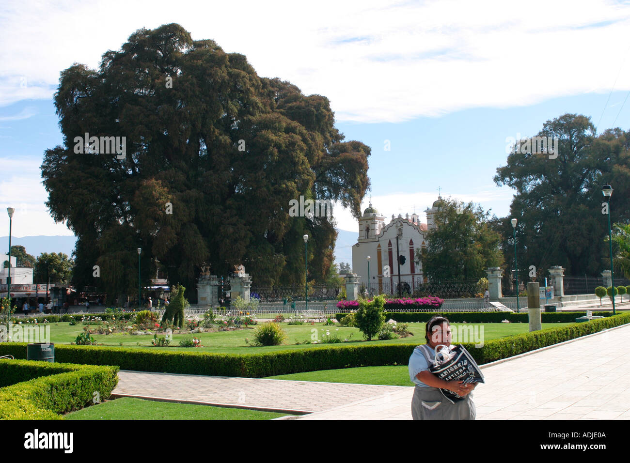 The Tule Tree Santa Maria Del Tule Oaxaca Mexico Stock Photo