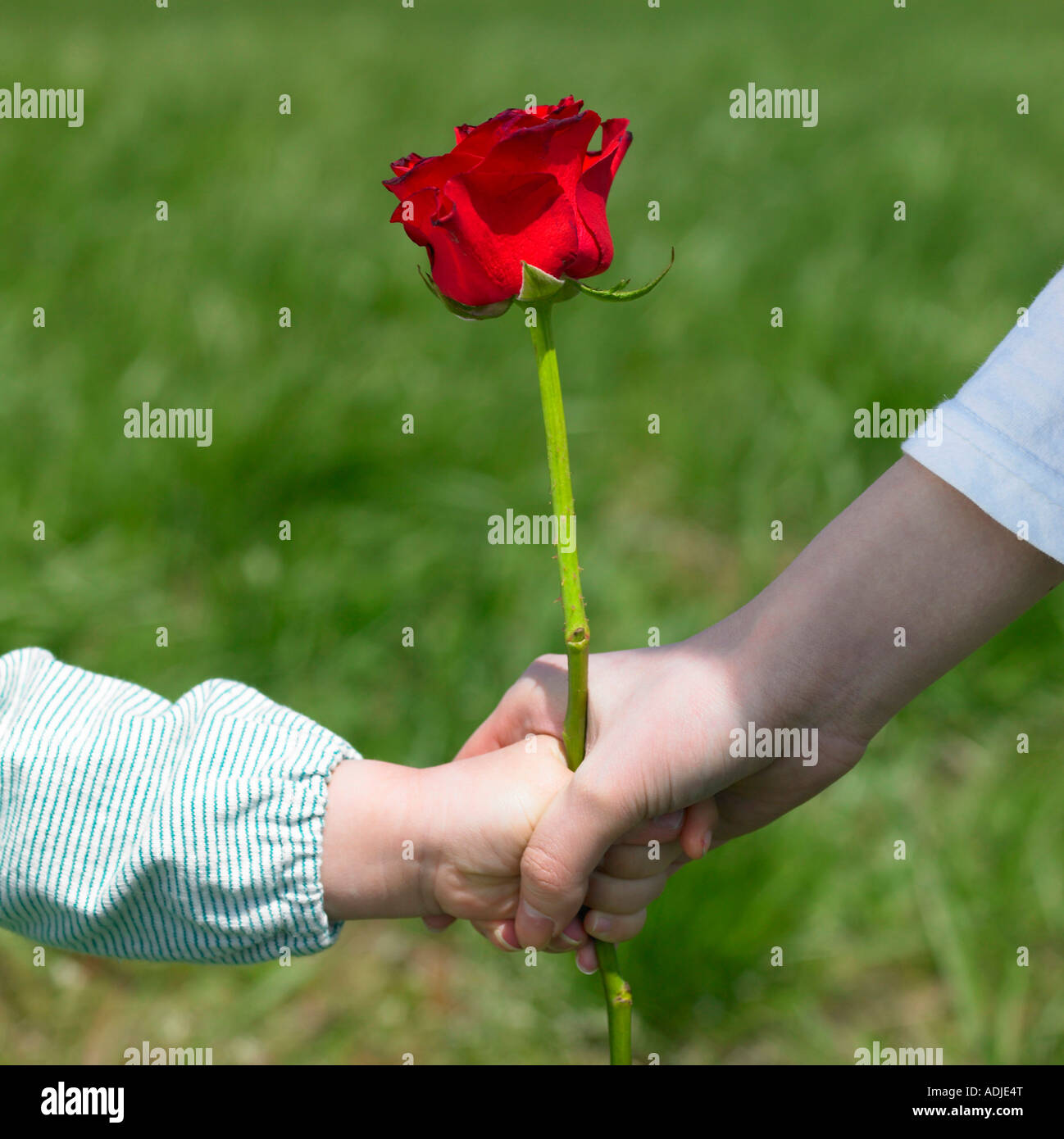 a woman giving a rose to a child Stock Photo - Alamy